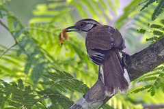 Pterorhinus pectoralis