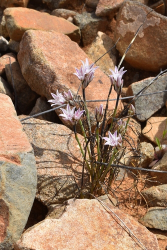 Image of Allium macropetalum by (c) Gail A Baker, some rights reserved (CC BY)