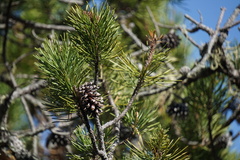 Pinus contorta bolanderi