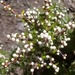 Cryptandra amara - Photo (c) rongoa, algunos derechos reservados (CC BY-NC), subido por rongoa