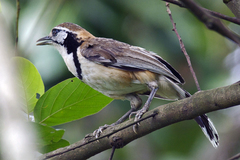 Pterorhinus pectoralis