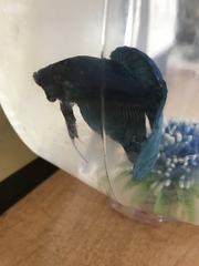 Betta