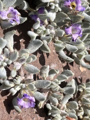 Tiquilia canescens var. pulchella