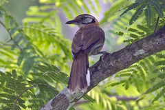 Pterorhinus pectoralis