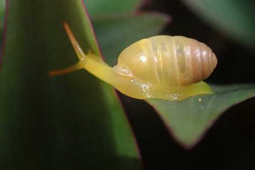 Gulha Insect Gulella triglochis · iNaturalist