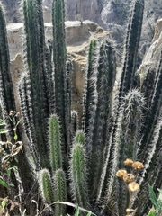 Corryocactus melanotrichus