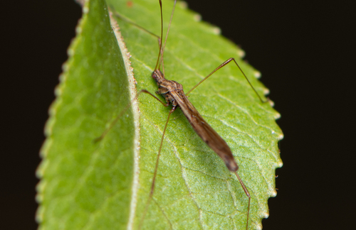 Spined Stilt Bug photo 3
