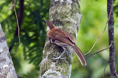 Pterorhinus pectoralis