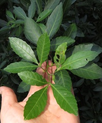 Allophylus natalensis