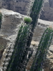 Corryocactus melanotrichus