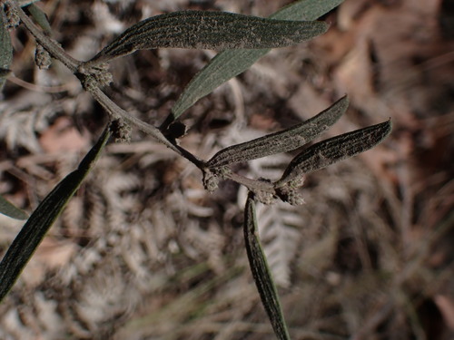 Image of Acacia lanigera by (c) ttsquid, some rights reserved (CC BY)
