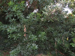 Allophylus natalensis