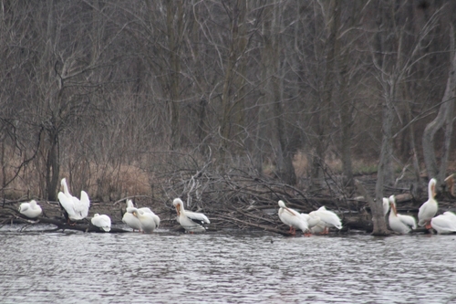 American White Pelican photographed in Indiana