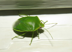 Glaucias