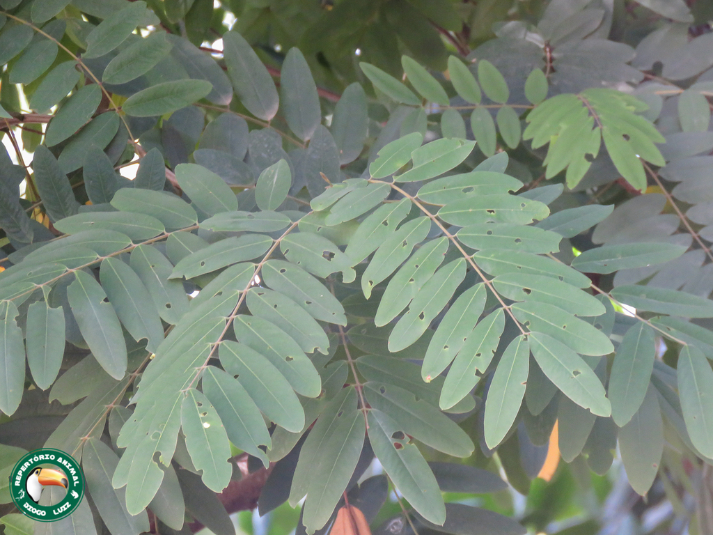 Muồng đen – Senna siamea