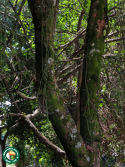 Diogo Luiz, CC BY, iNaturalist via GBIF Moquilea tomentosa, photograph Diogo Luiz, CC BY, iNaturalist via GBIF