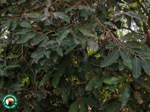 Moquilea tomentosa, photograph 1
