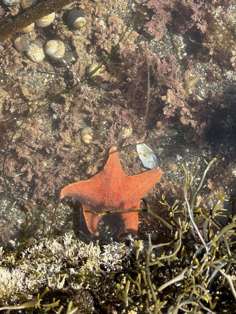 Bat Star from Scenic Dr, Dana Point, CA, US on March 22, 2024 at 01:53 ...