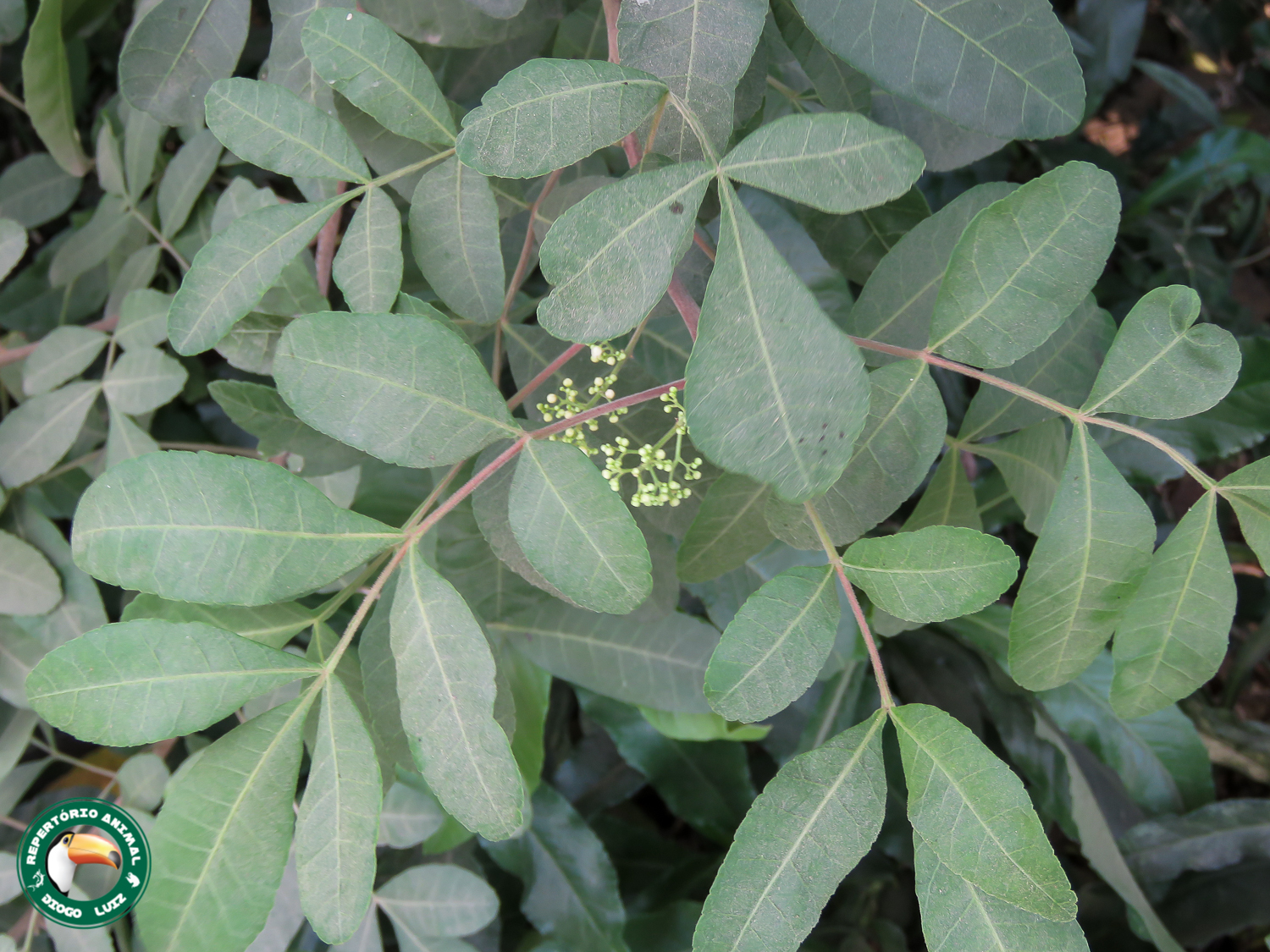 Schinus terebinthifolia
