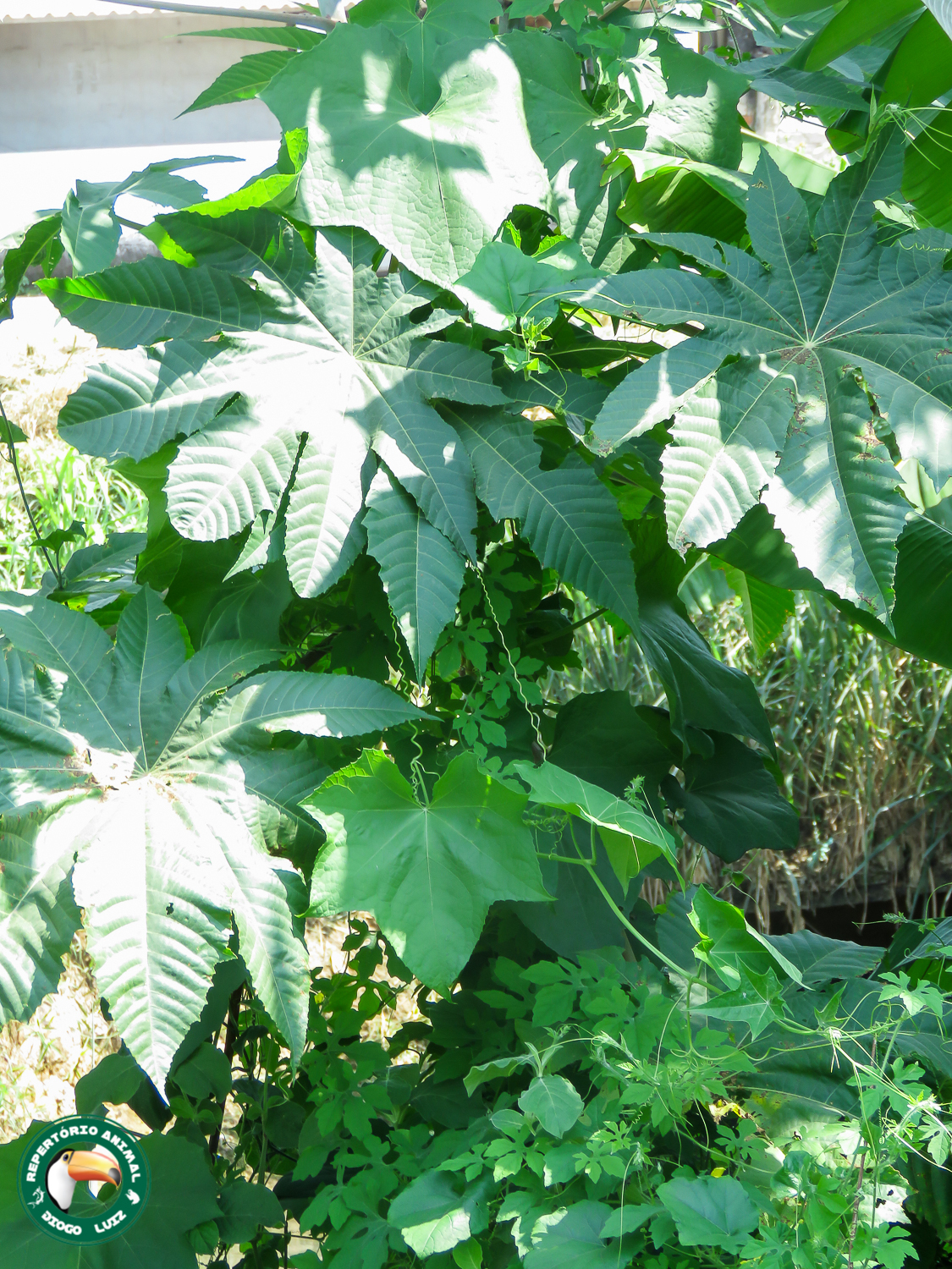Ricinus communis