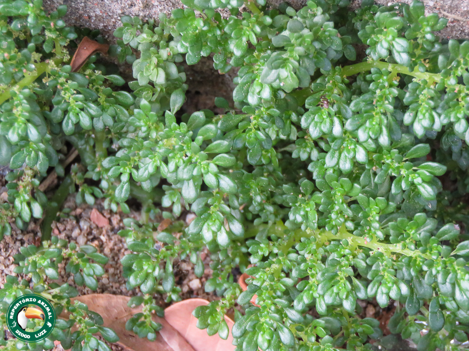 Pilea microphylla