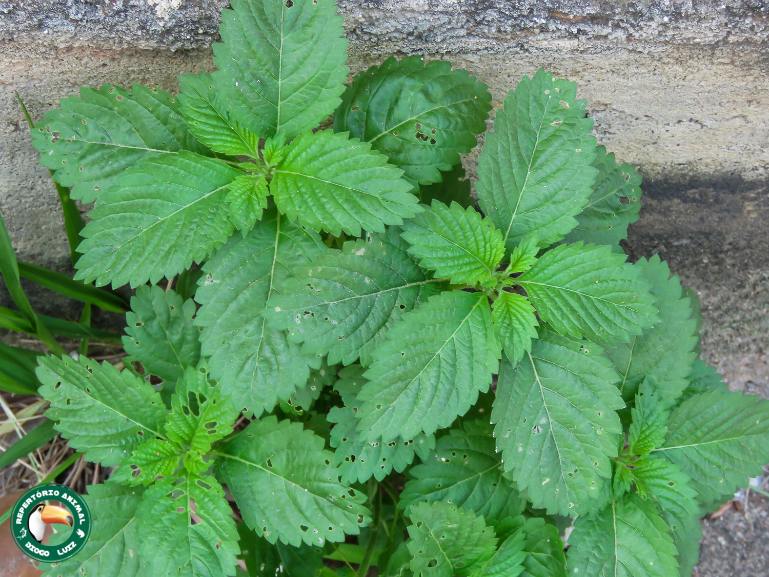 Turnera subulata