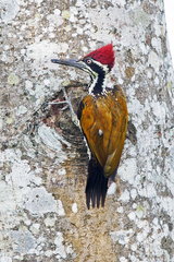 Chrysocolaptes guttacristatus