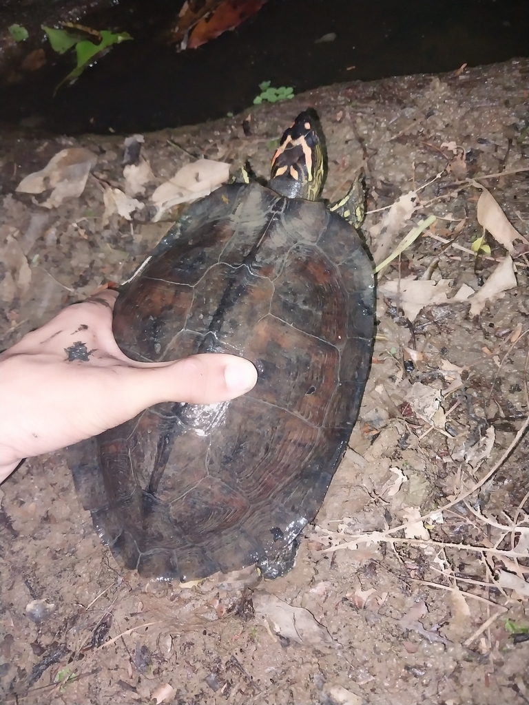 Spotted-legged Turtle from Couva-Tabaquite-Talparo Regional Corporation ...