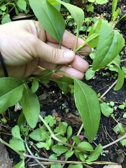 Coreopsis integrifolia