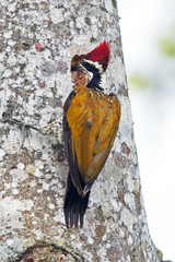 Chrysocolaptes guttacristatus