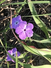 Phlox glabriflora