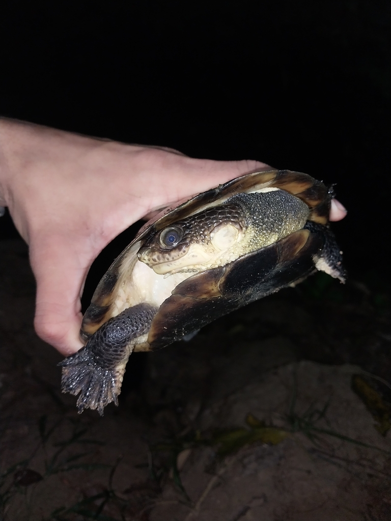 Gibba Toad-headed Turtle from Couva-Tabaquite-Talparo Regional ...