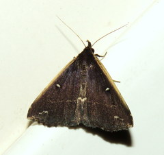 Adrapsa ablualis