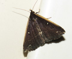 Adrapsa ablualis