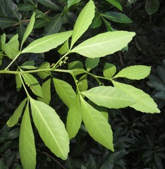 Allophylus natalensis