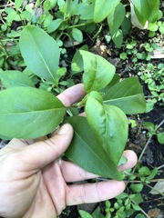 Coreopsis integrifolia