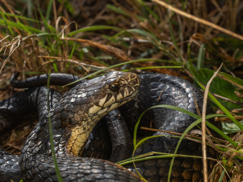 Highlands Copperhead sighting