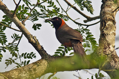 Pterorhinus ruficollis