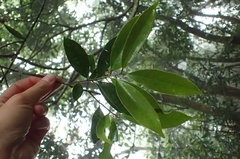 Ilex formosana
