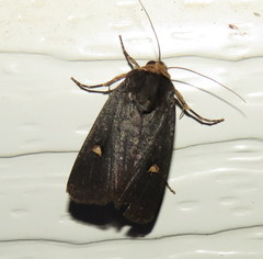 Proteuxoa cinereicollis