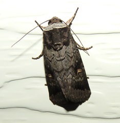 Proteuxoa restituta