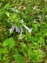 Salvia lyrata