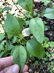 Coreopsis integrifolia