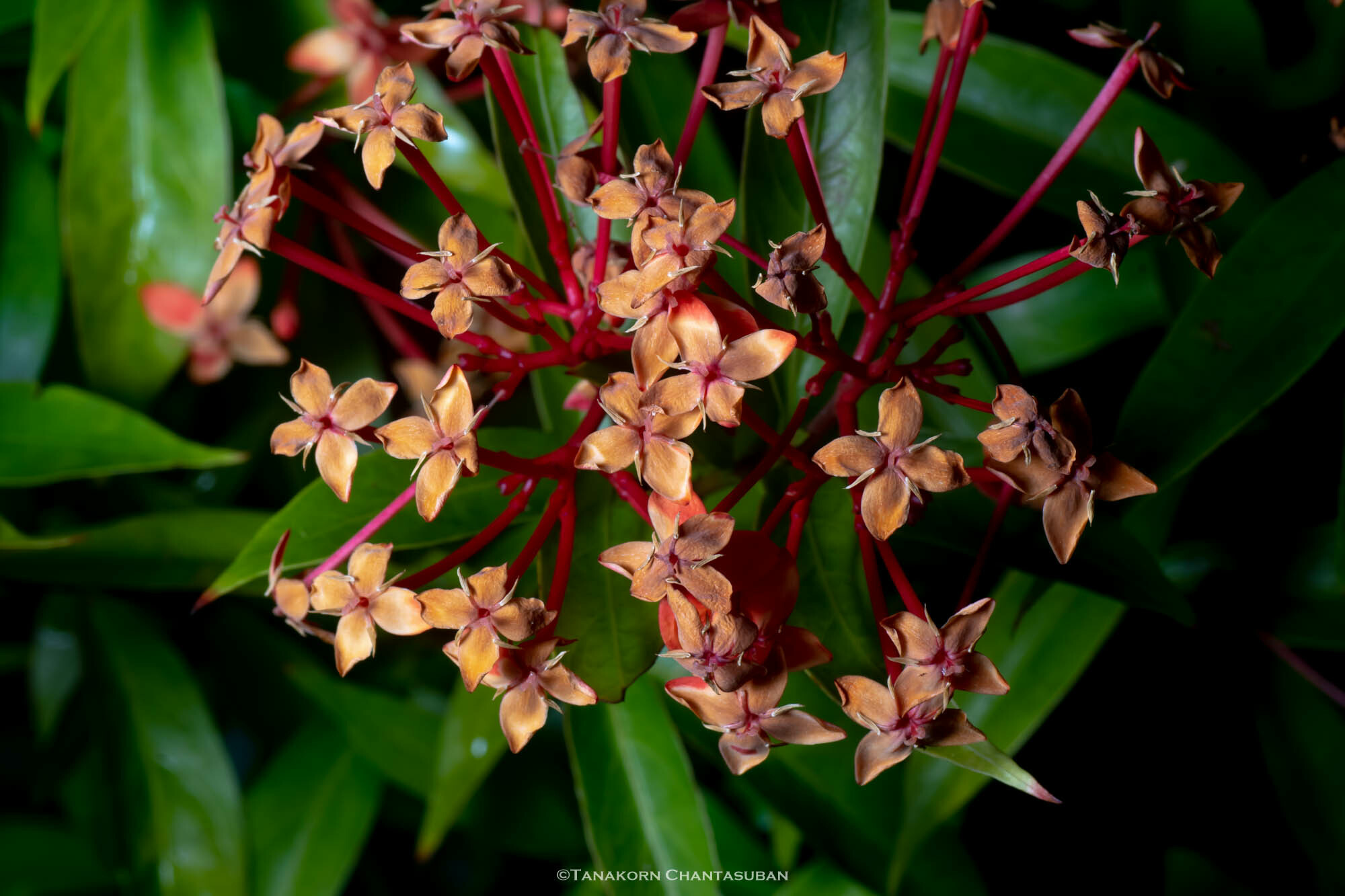 Imagem de Ixora