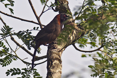 Pterorhinus ruficollis