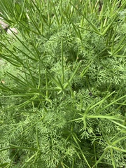 Scandix pecten-veneris