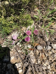 Mimosa microphylla