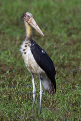 Leptoptilos javanicus