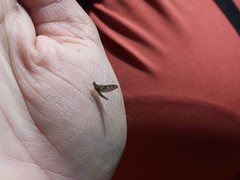 Callibaetis ferrugineus hageni