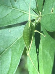 Paracyrtophyllus robustus